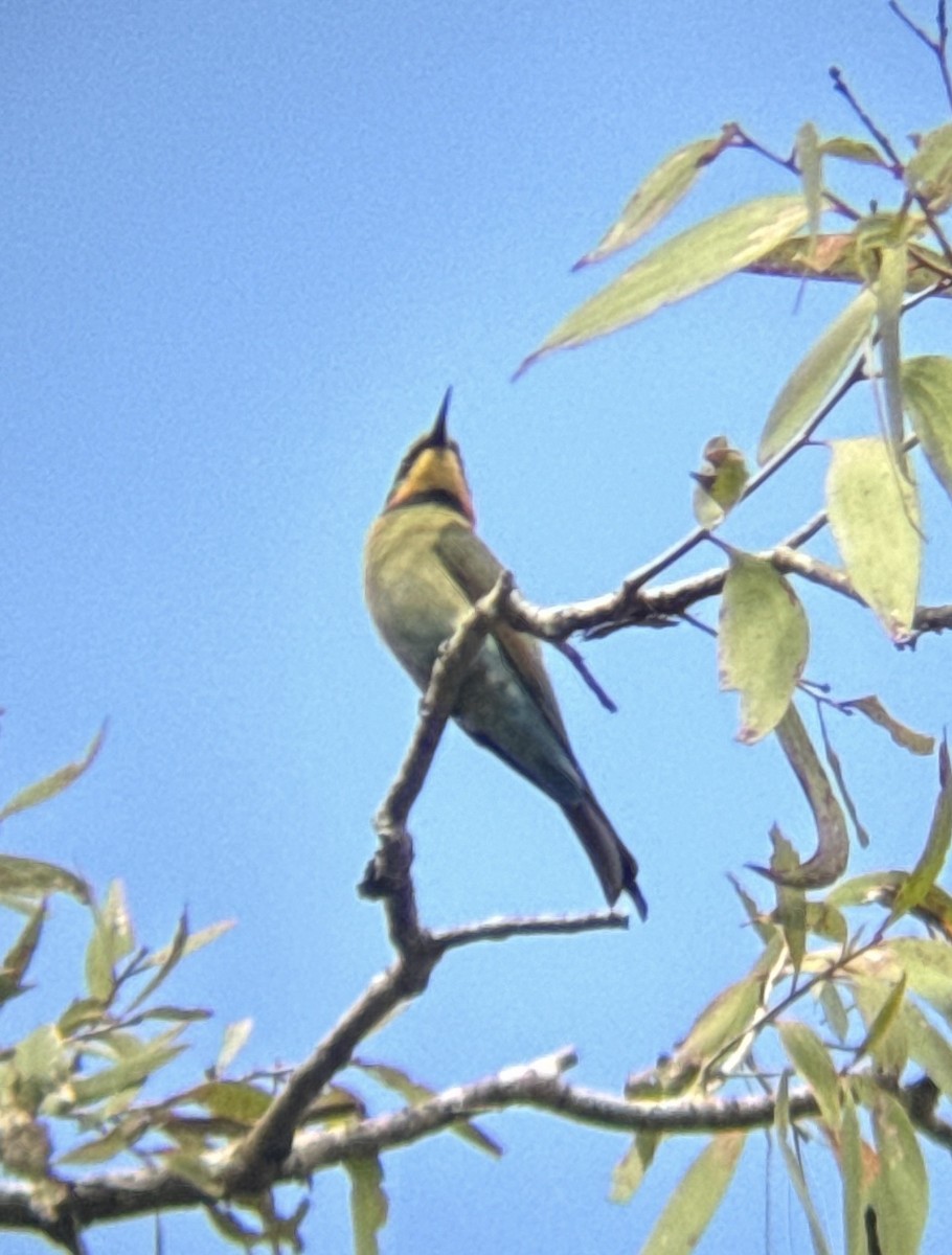 Rainbow Bee-eater - ML618414853