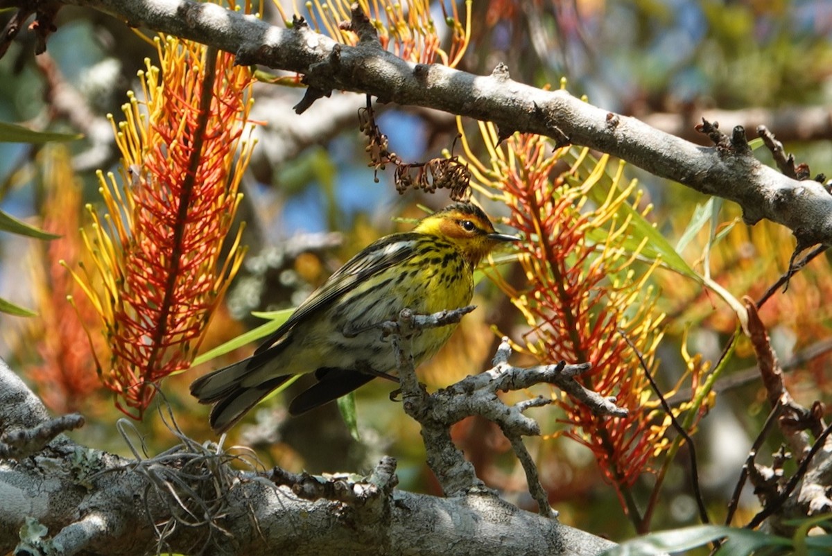 Cape May Warbler - ML618414873