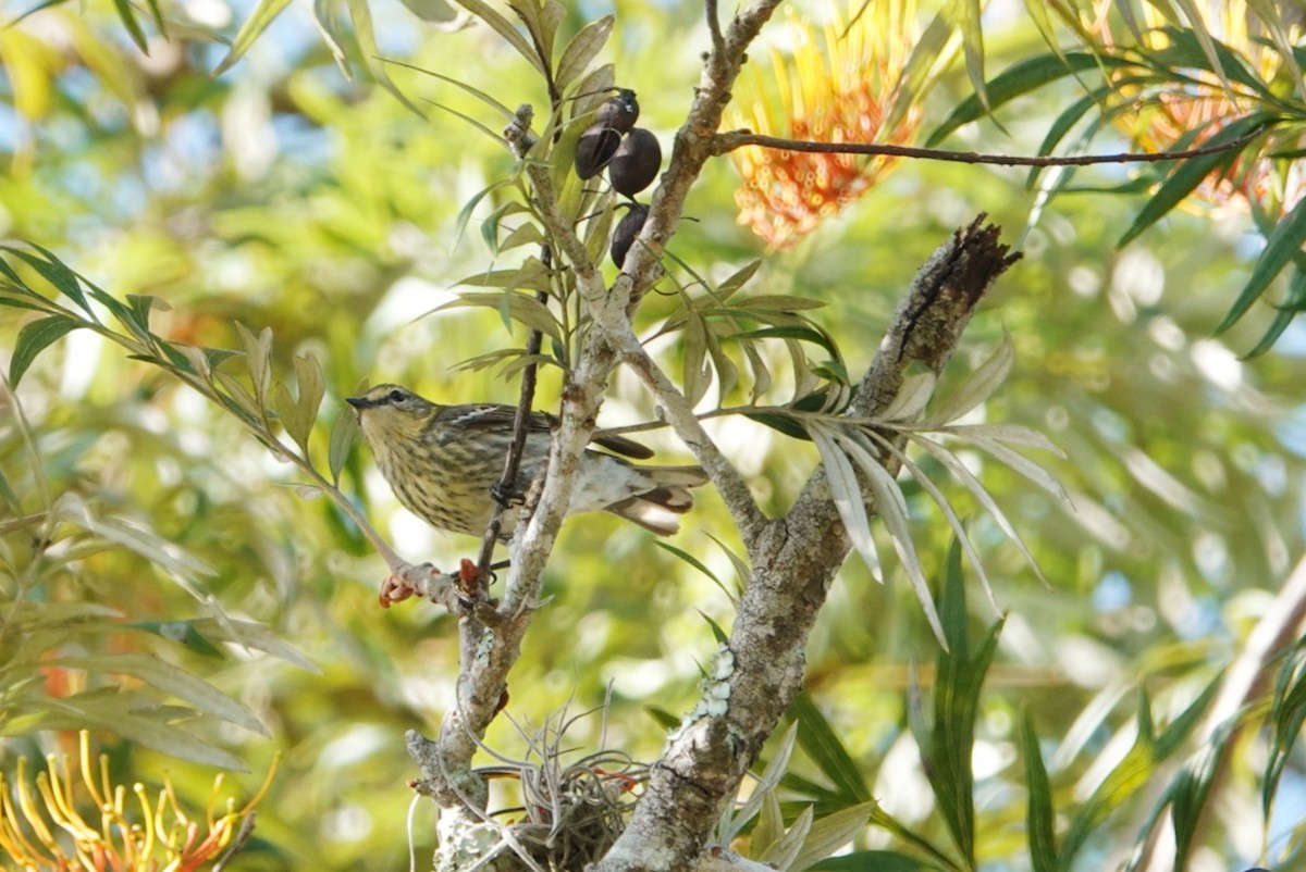 Cape May Warbler - ML618414878