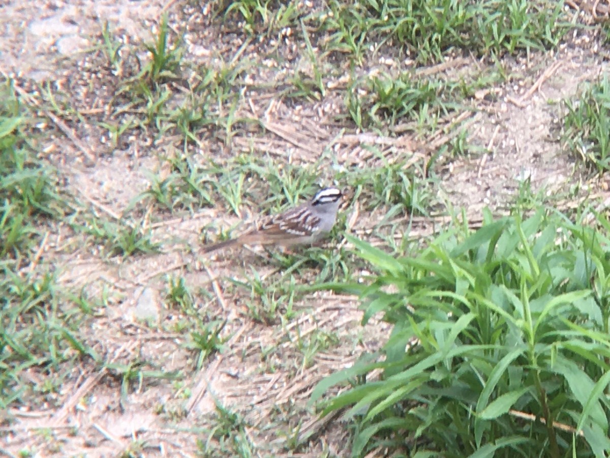 White-crowned Sparrow - ML618414909