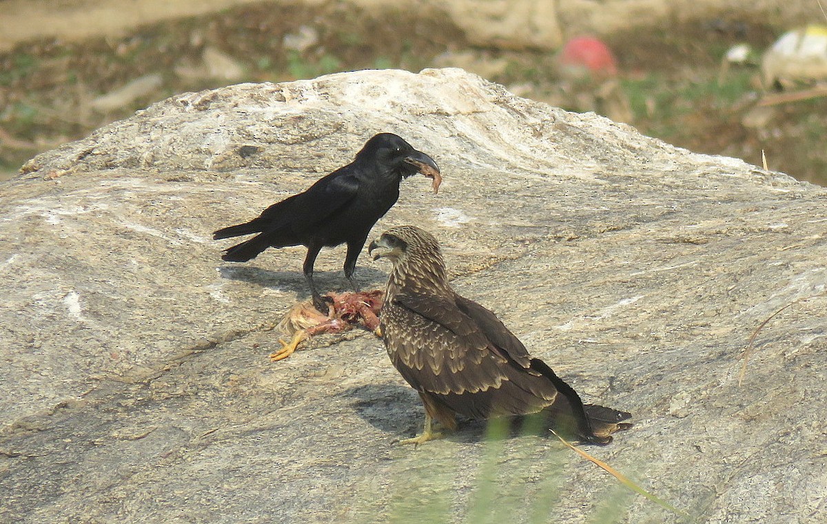 Large-billed Crow - ML618414925