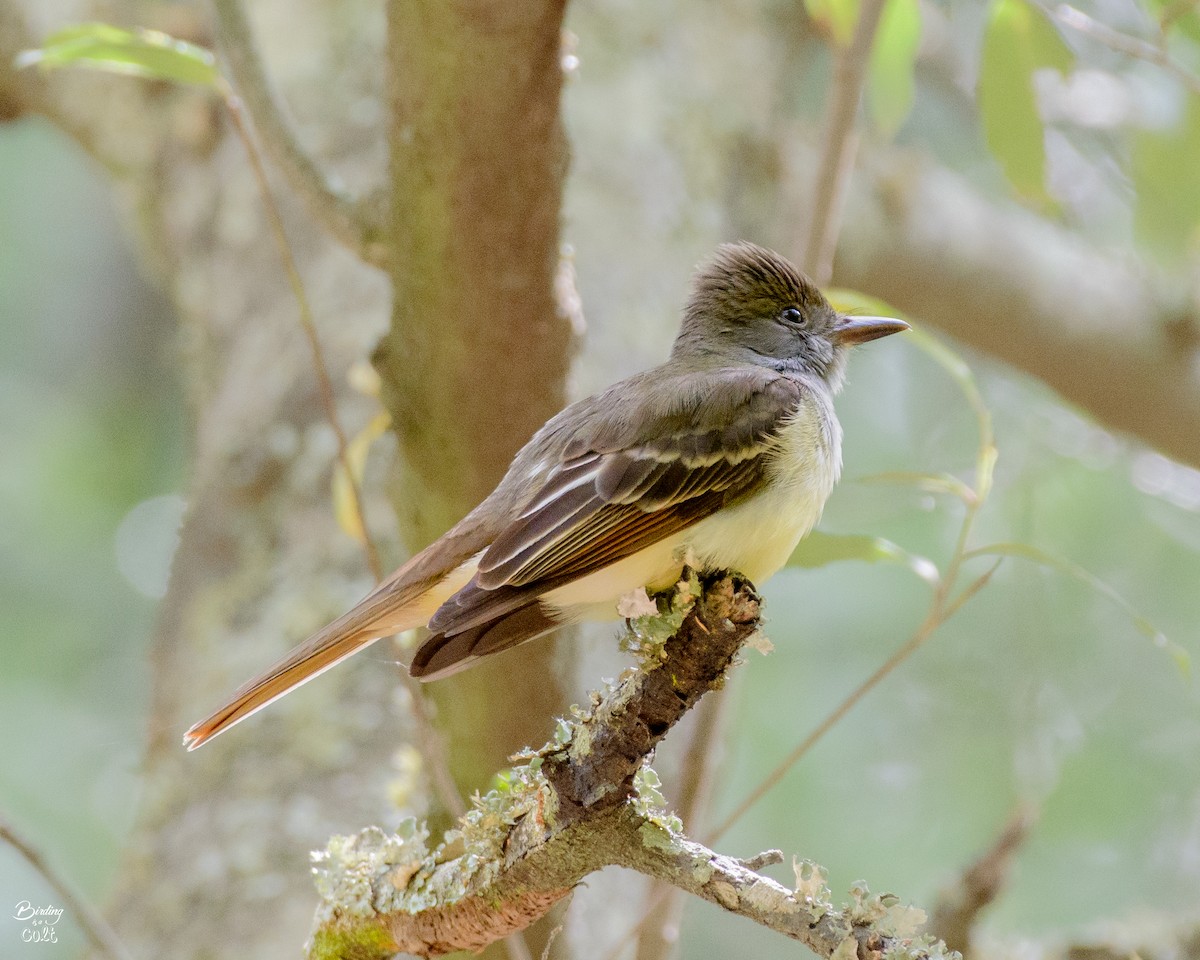 Great Crested Flycatcher - ML618414929