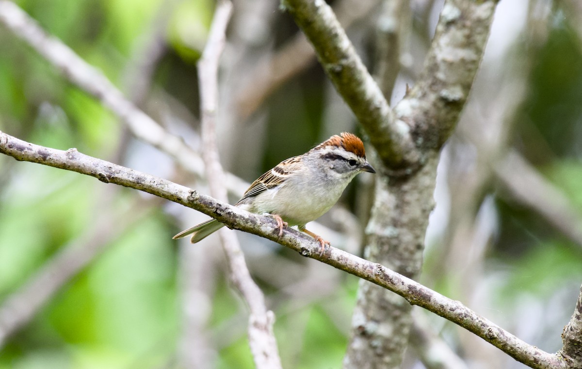 Chipping Sparrow - ML618414938