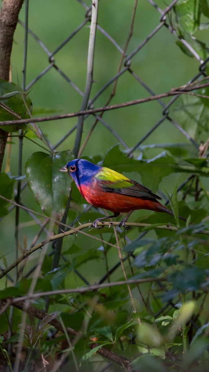 Painted Bunting - Tyler Sharer