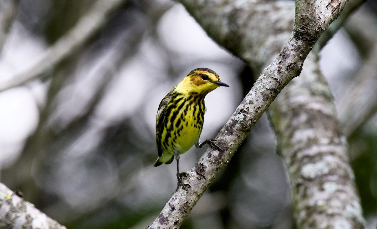 Cape May Warbler - ML618414960