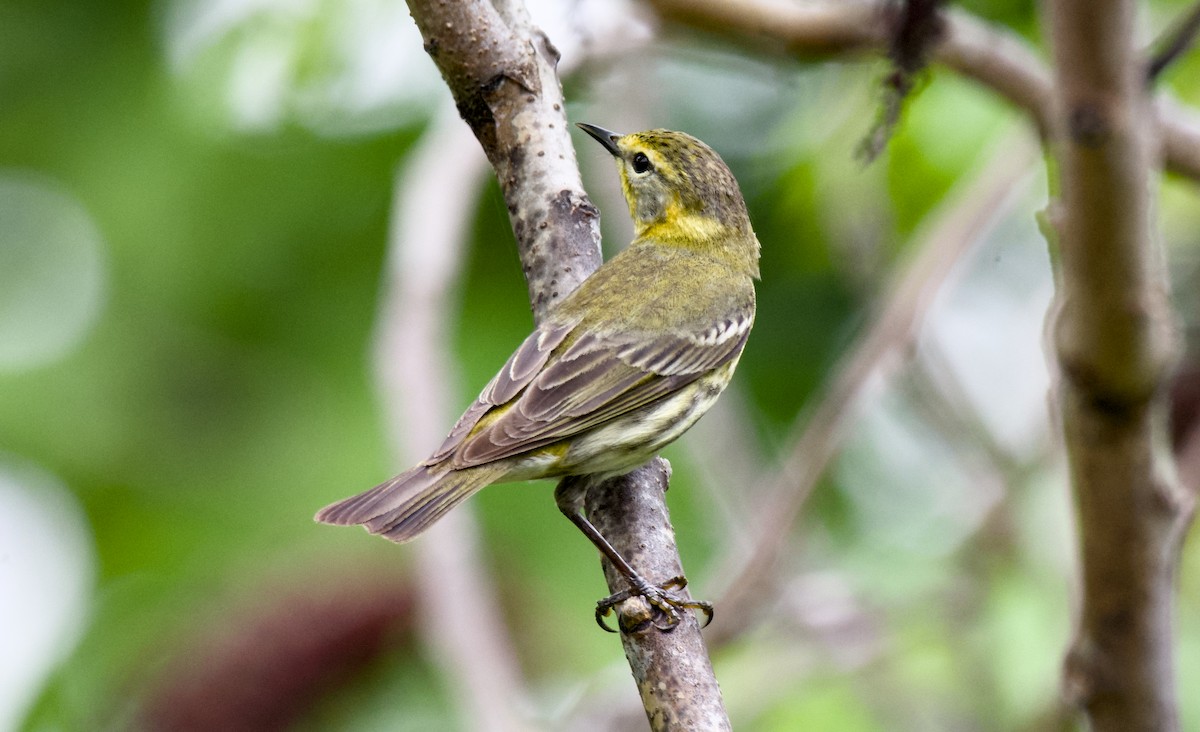 Cape May Warbler - ML618414961