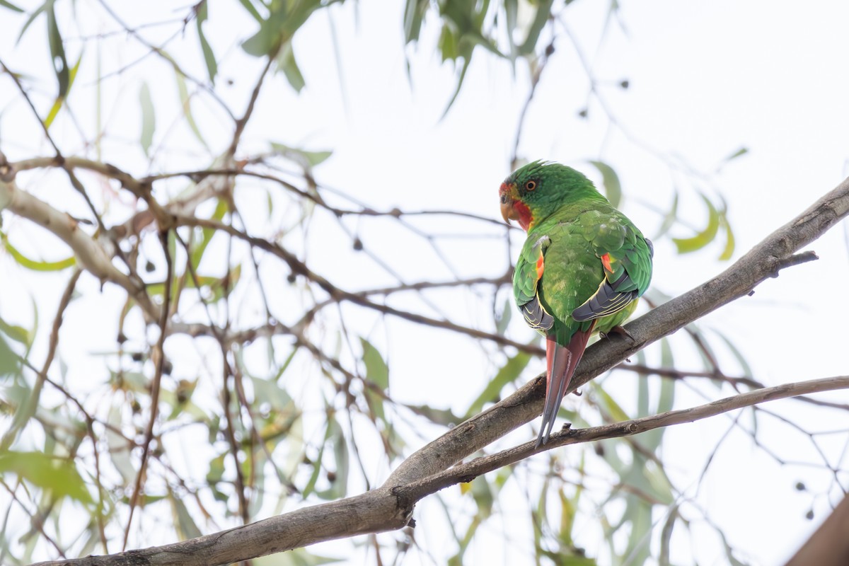 Swift Parrot - Lachy Wild