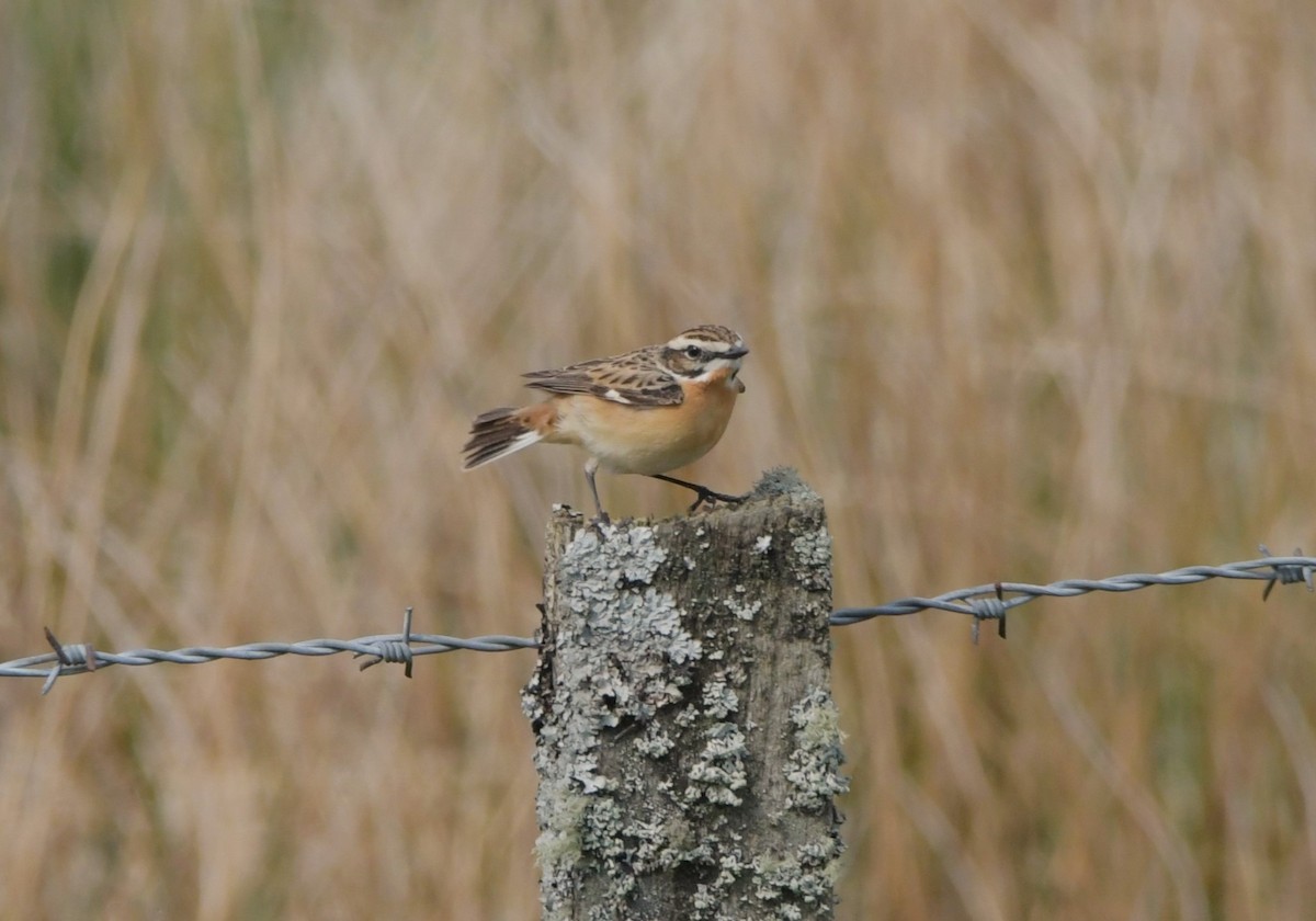 Whinchat - ML618415010