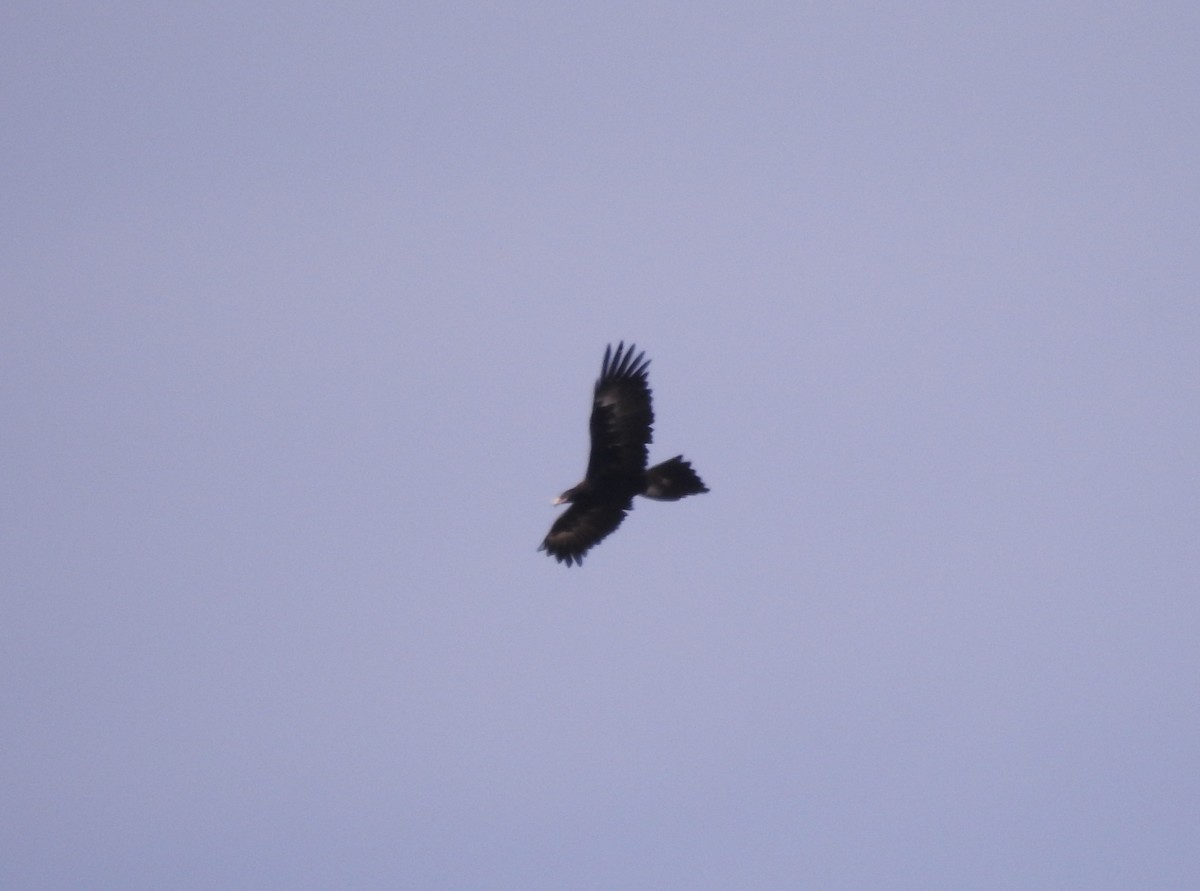 Wedge-tailed Eagle - ML618415018