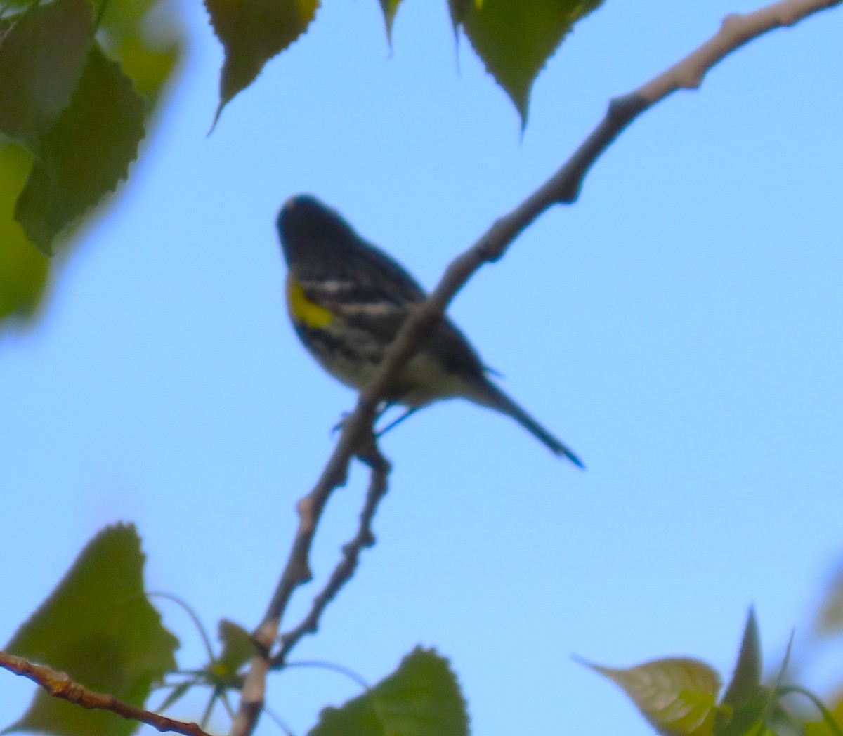 Yellow-rumped Warbler - ML618415078