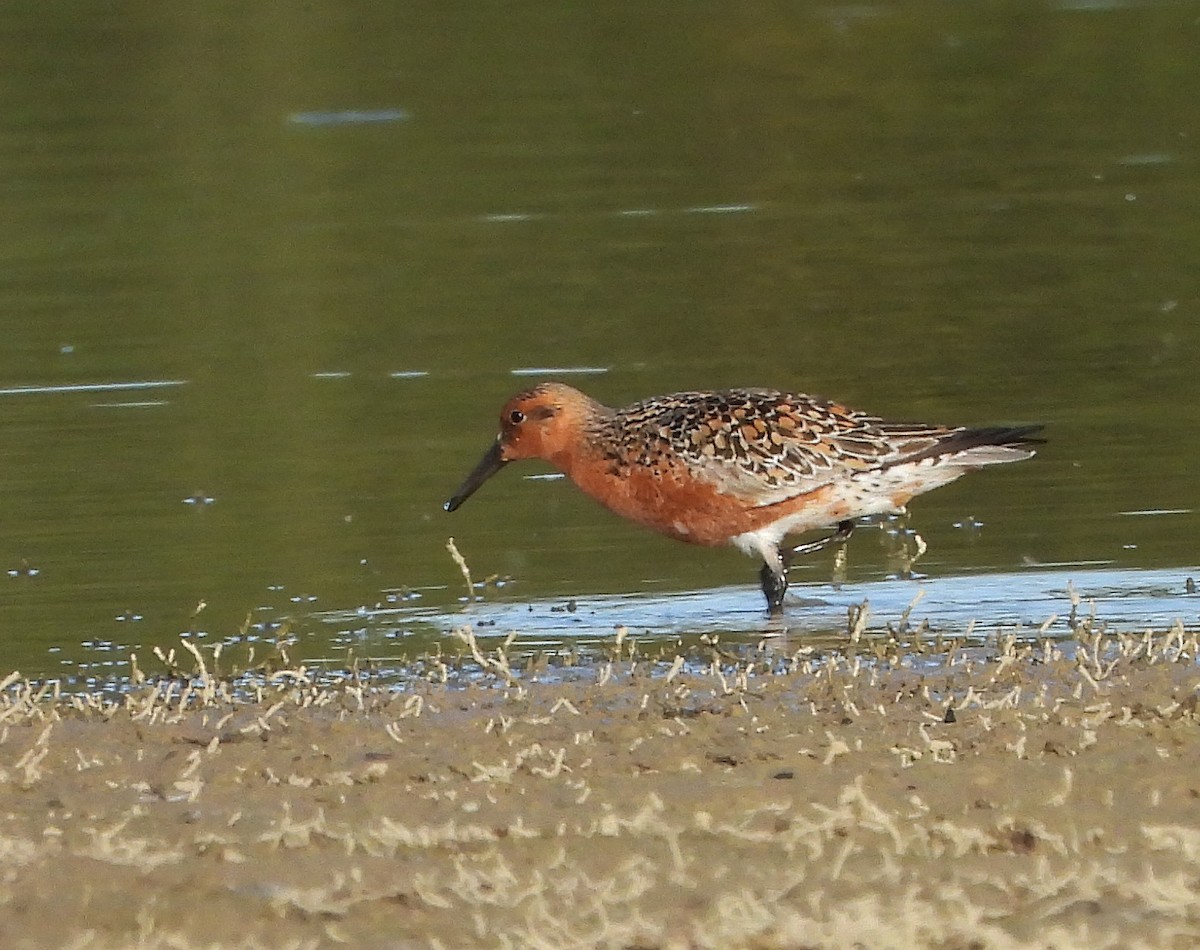 Red Knot - ML618415084