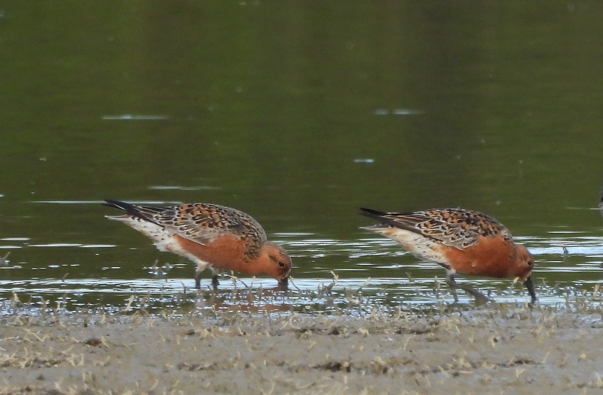 Red Knot - ML618415085