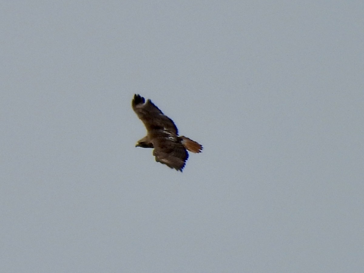 Red-tailed Hawk - ML618415153