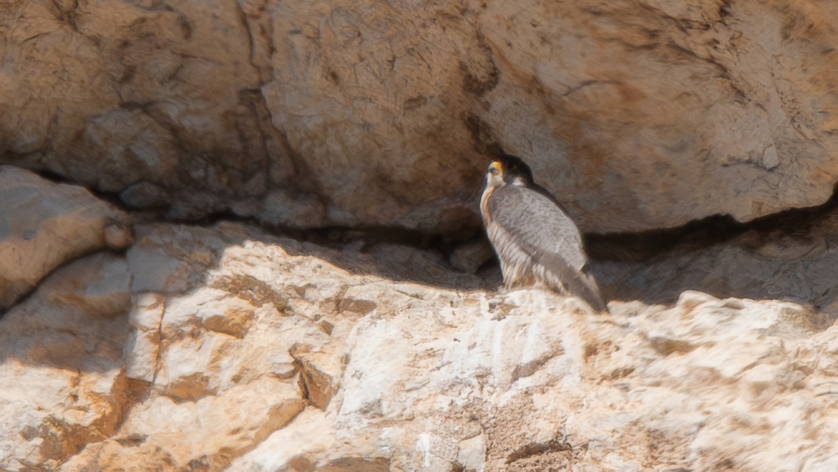 Peregrine Falcon (Mediterranean) - ML618415155