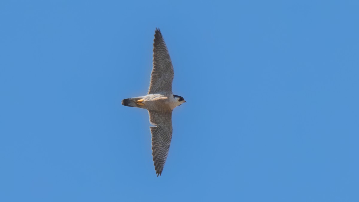 Peregrine Falcon (Mediterranean) - ML618415157