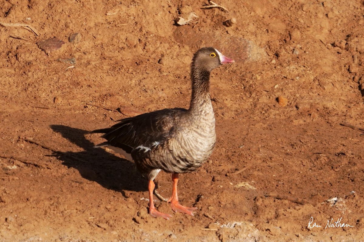 Lesser White-fronted Goose - ML618415203