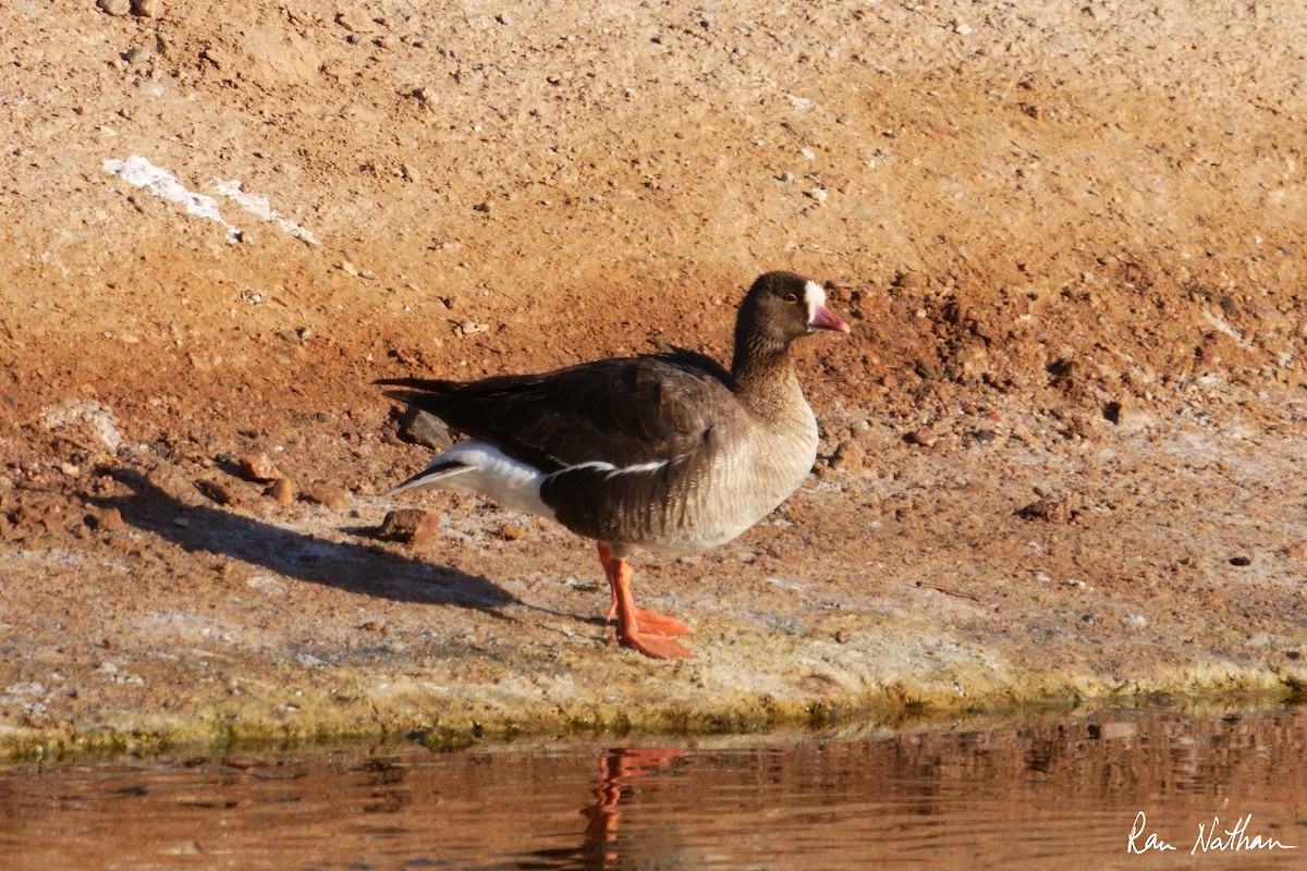 Lesser White-fronted Goose - ML618415219
