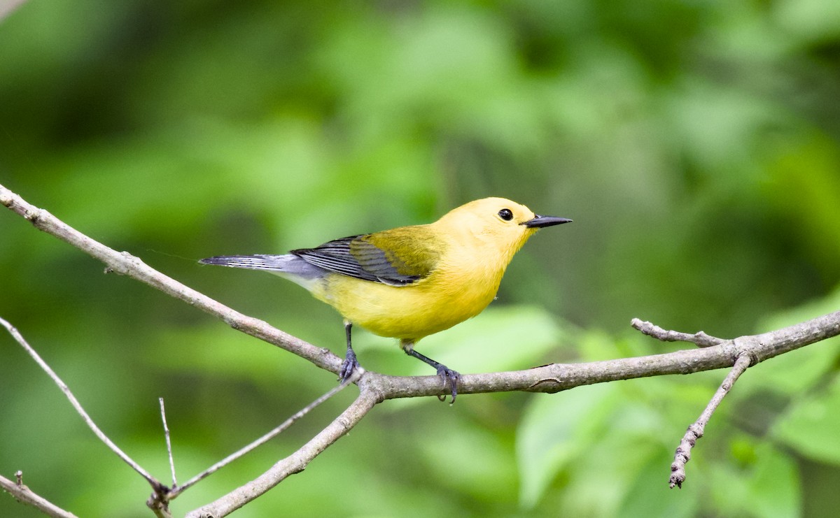 Prothonotary Warbler - ML618415220