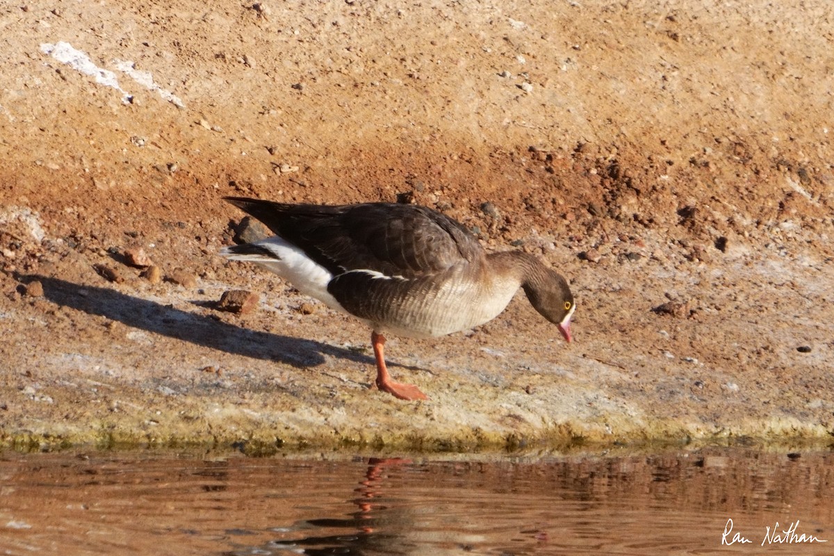 Lesser White-fronted Goose - ML618415221