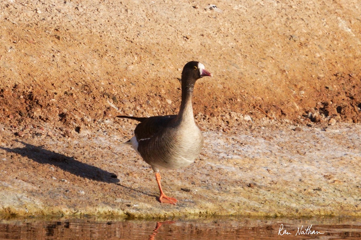 Lesser White-fronted Goose - ML618415223