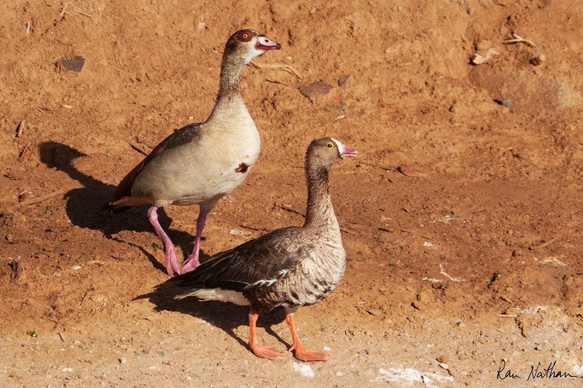 Lesser White-fronted Goose - ML618415227