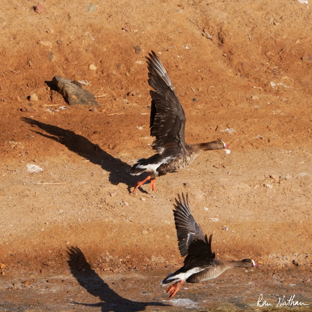 Lesser White-fronted Goose - ML618415228