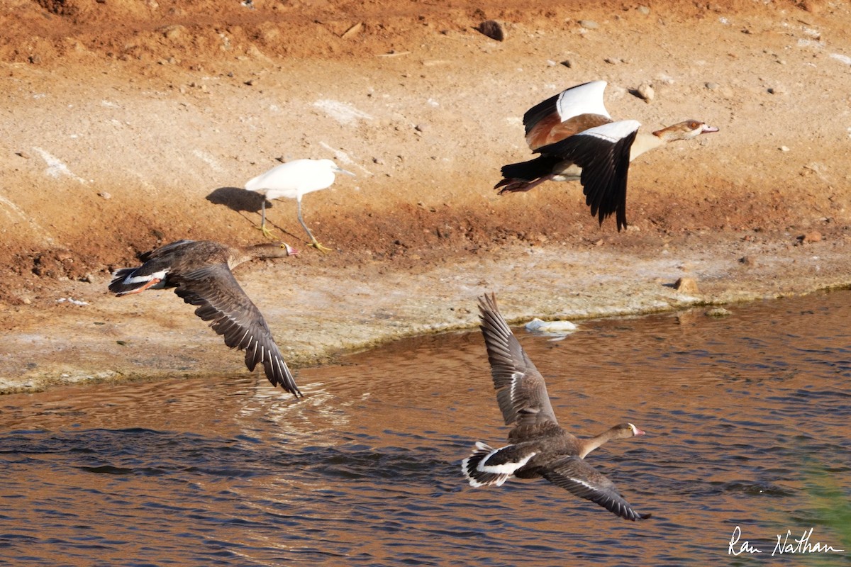 Lesser White-fronted Goose - ML618415230