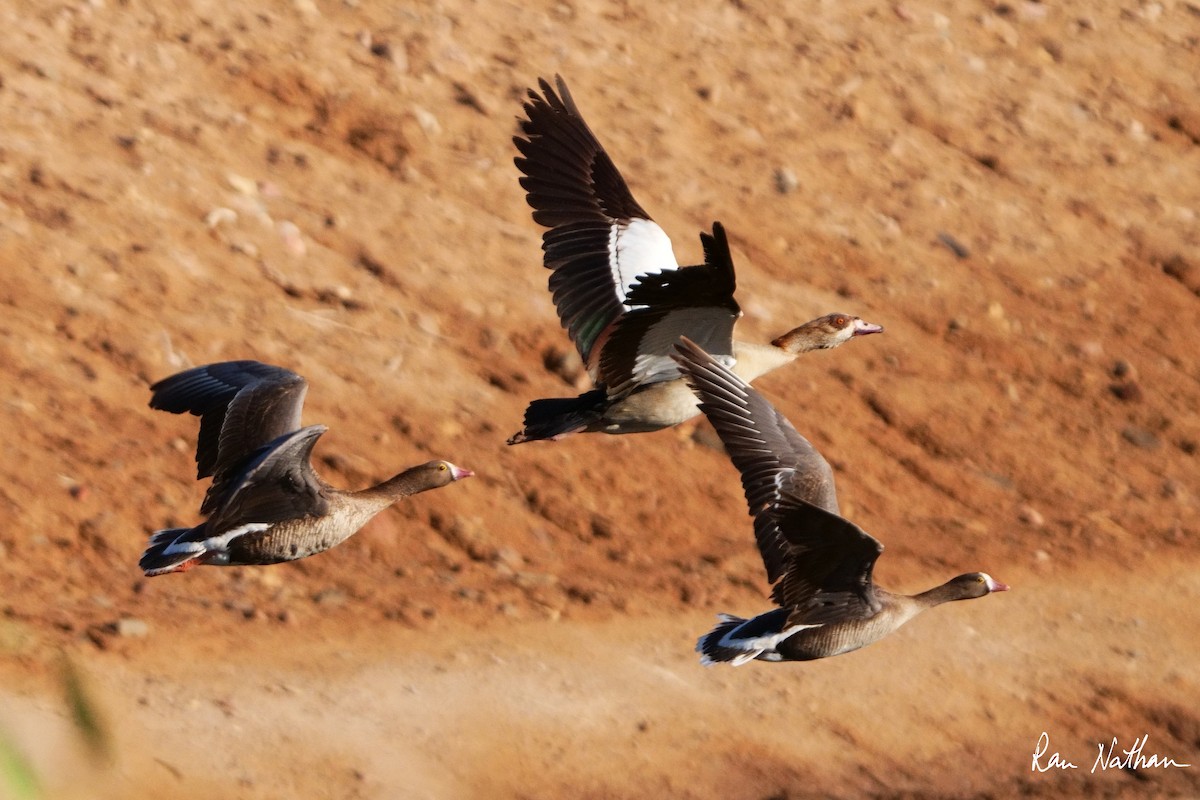 Lesser White-fronted Goose - ML618415235