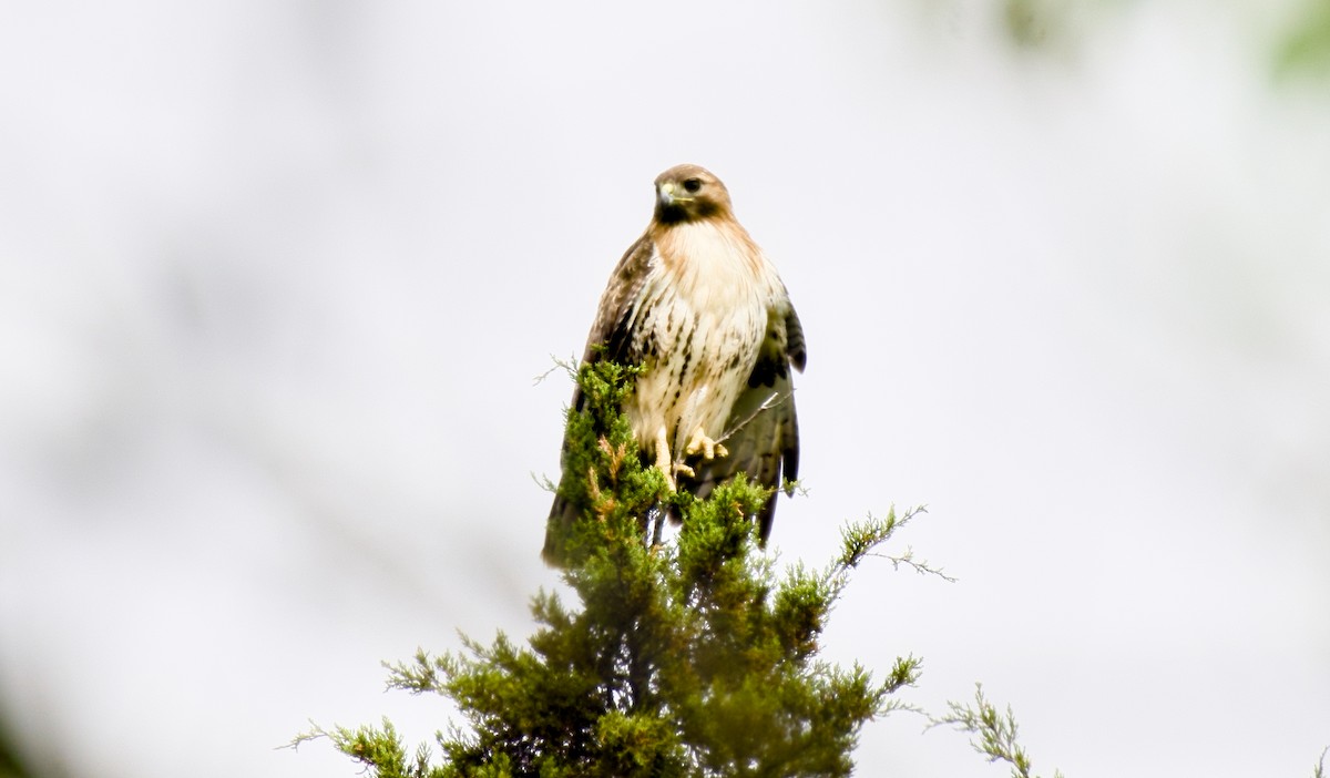 Red-tailed Hawk - ML618415319
