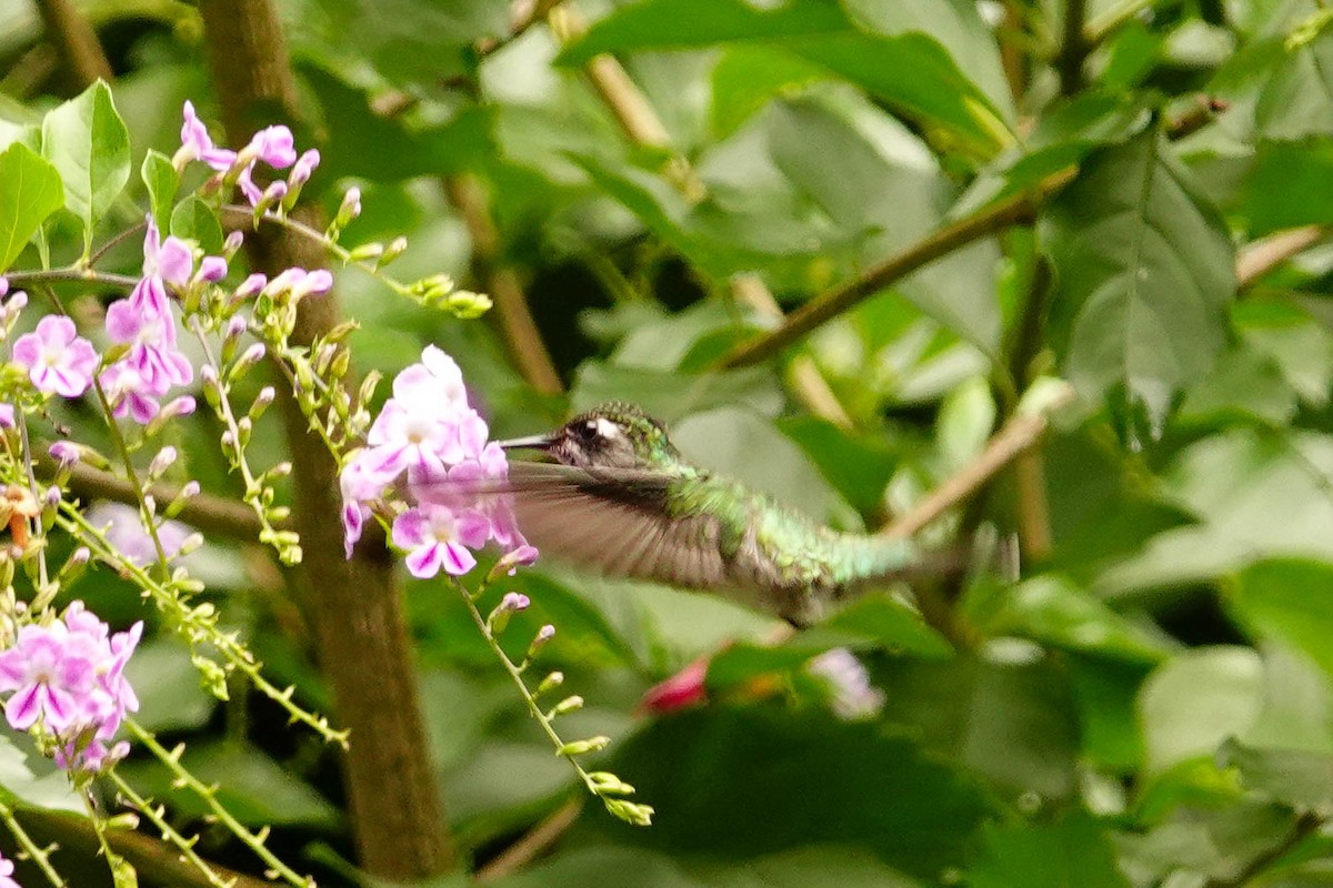Violet-headed Hummingbird - ML618415337