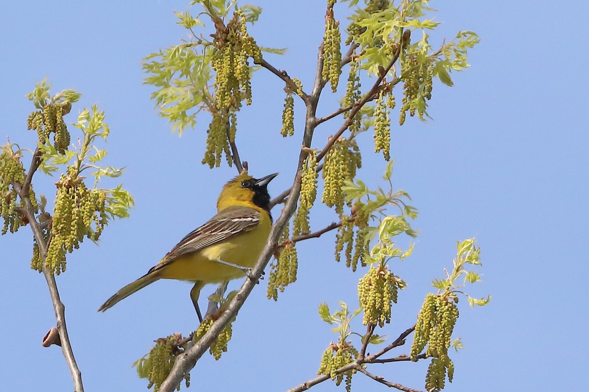 Orchard Oriole - ML618415343
