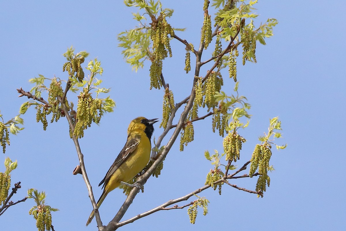 Orchard Oriole - ML618415344
