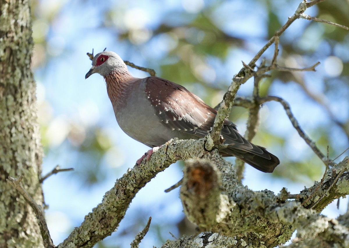 Speckled Pigeon - ML618415377