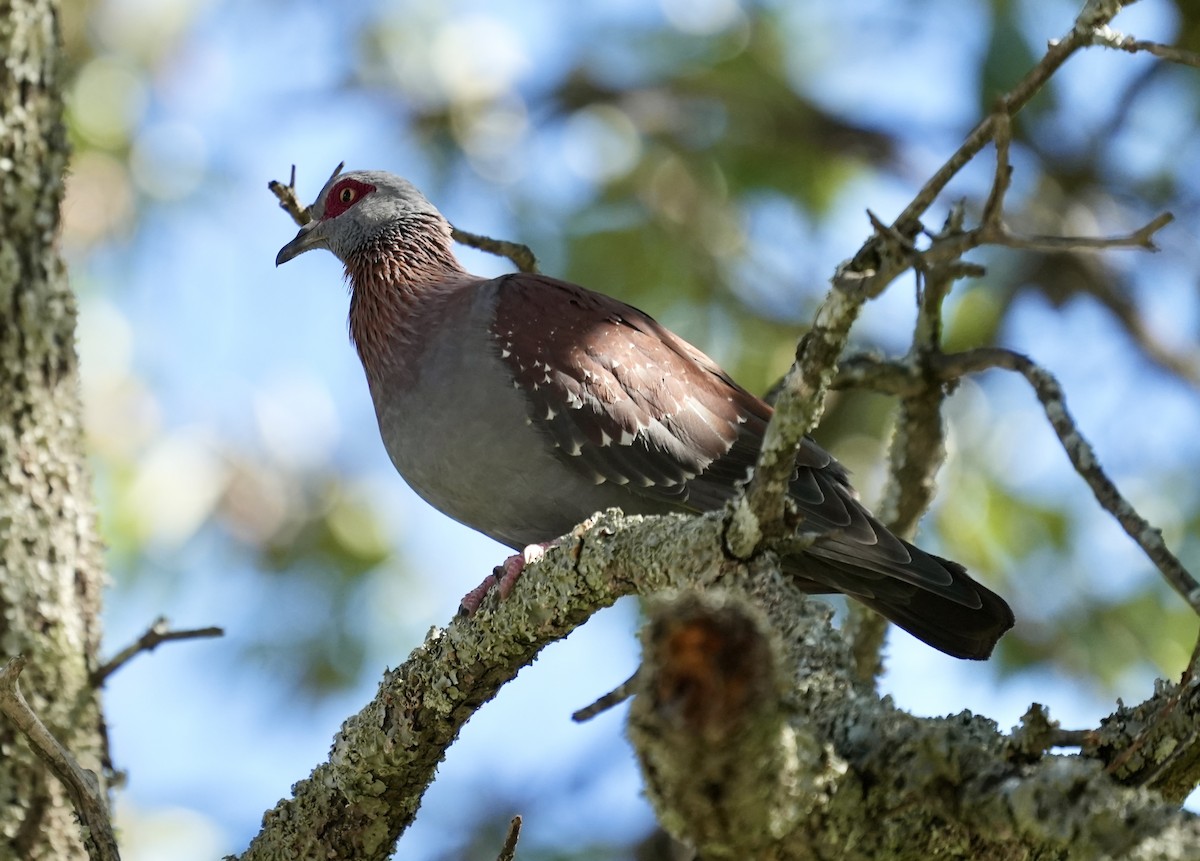 Speckled Pigeon - ML618415378