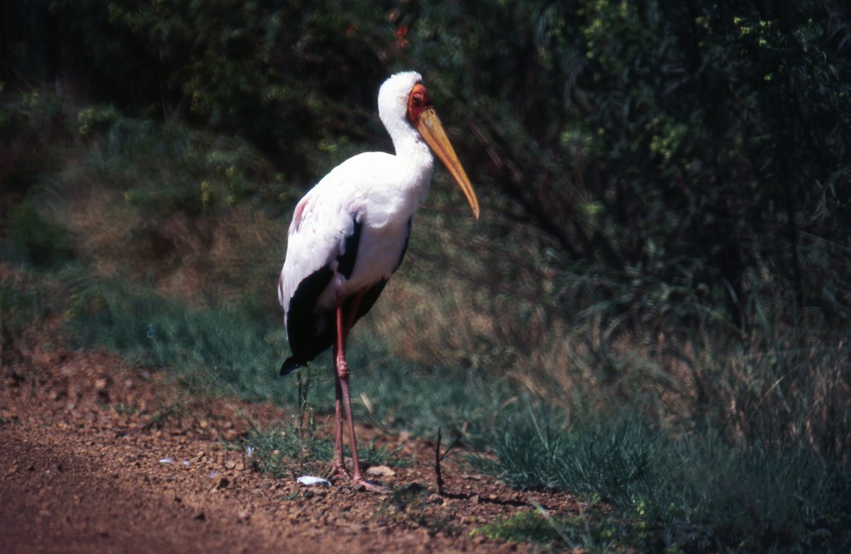 Yellow-billed Stork - ML618415379