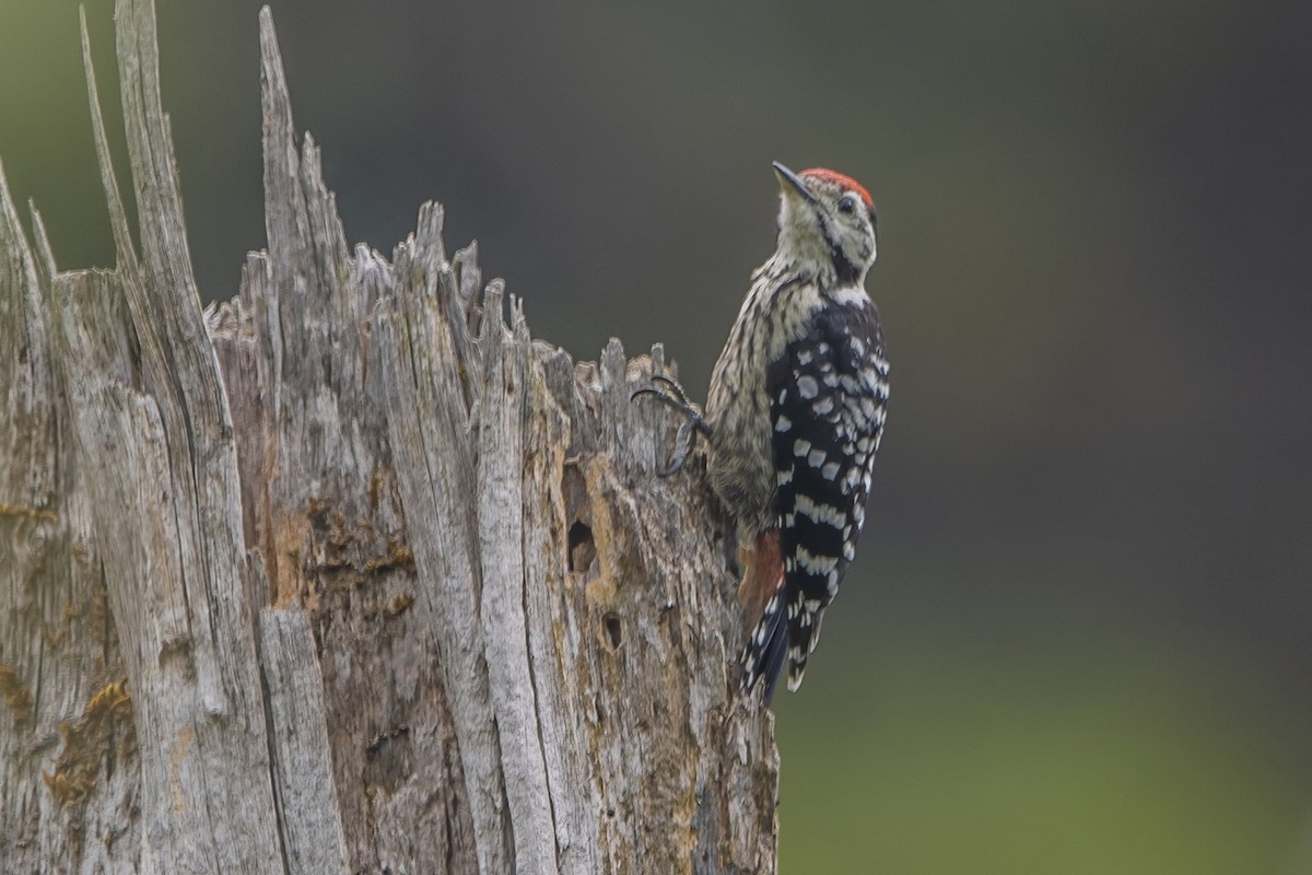 Stripe-breasted Woodpecker - ML618415385