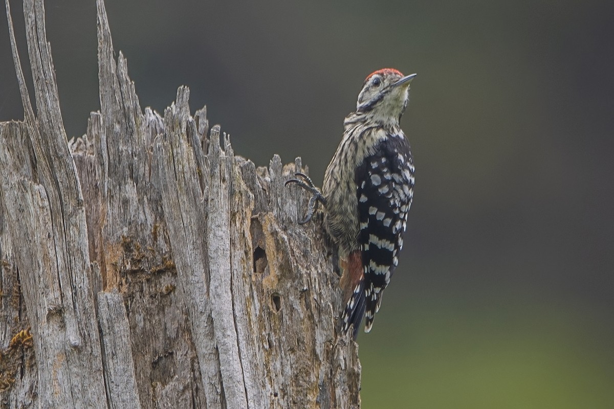 Stripe-breasted Woodpecker - ML618415386