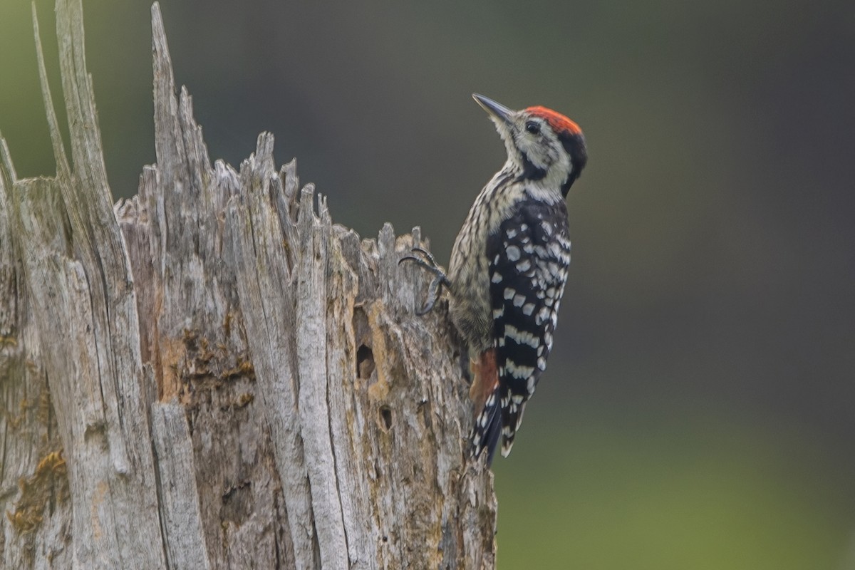 Stripe-breasted Woodpecker - Ngoc Sam Thuong Dang