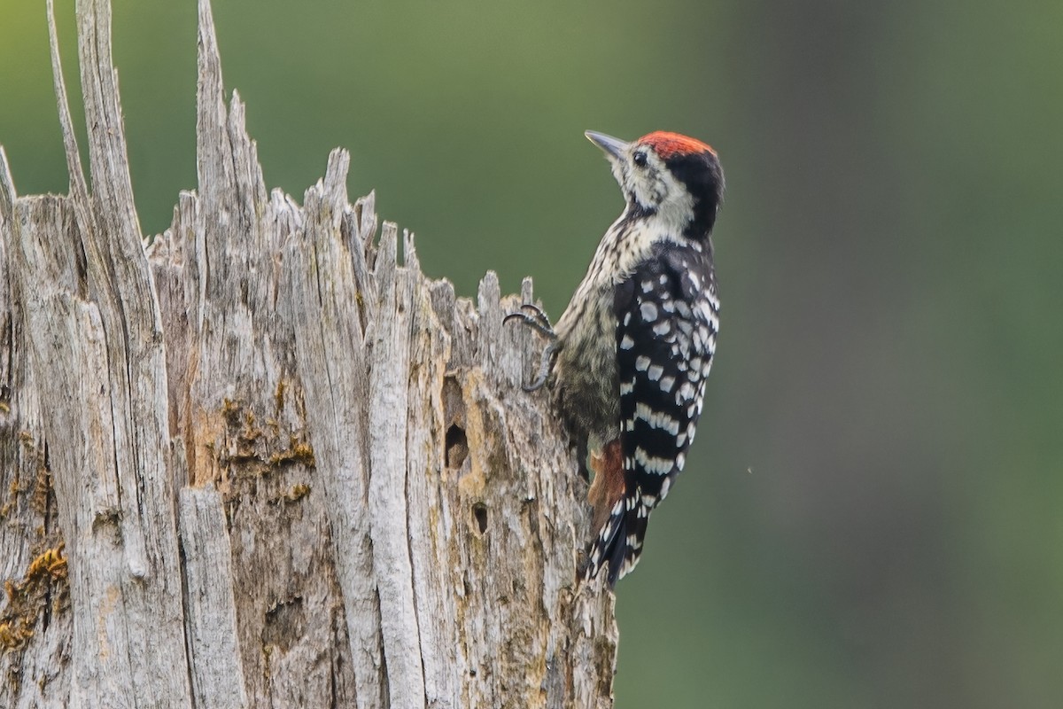 Stripe-breasted Woodpecker - ML618415428