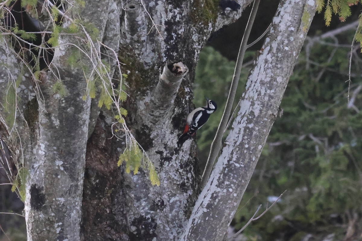 Great Spotted Woodpecker - ML618415447