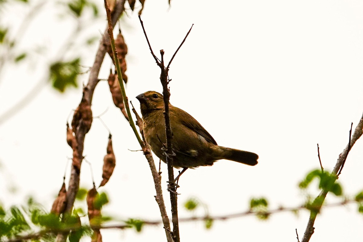 Variable Seedeater - ML618415454