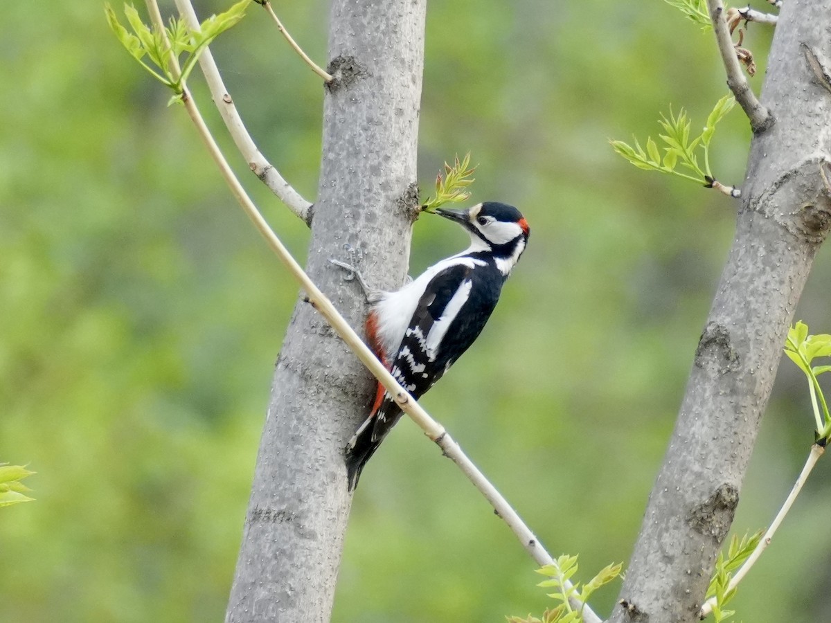 Great Spotted Woodpecker - ML618415523