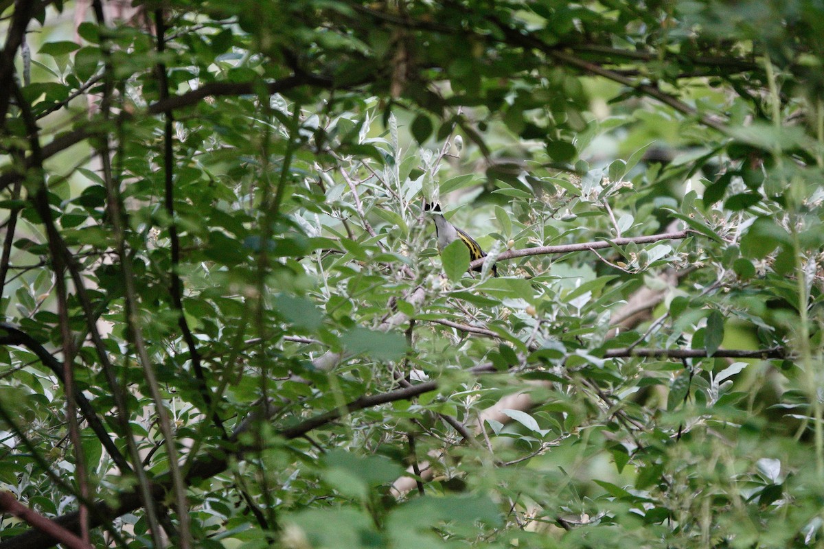 Magnolia Warbler - ML618415530