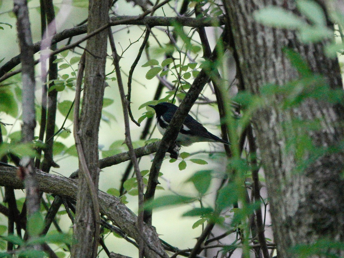 Black-throated Blue Warbler - ML618415537