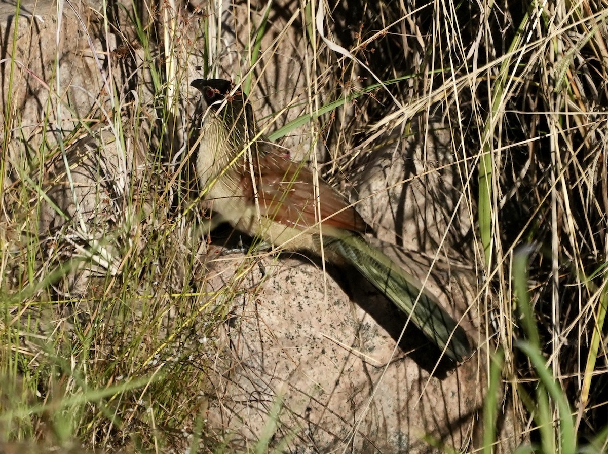 White-browed Coucal - ML618415597