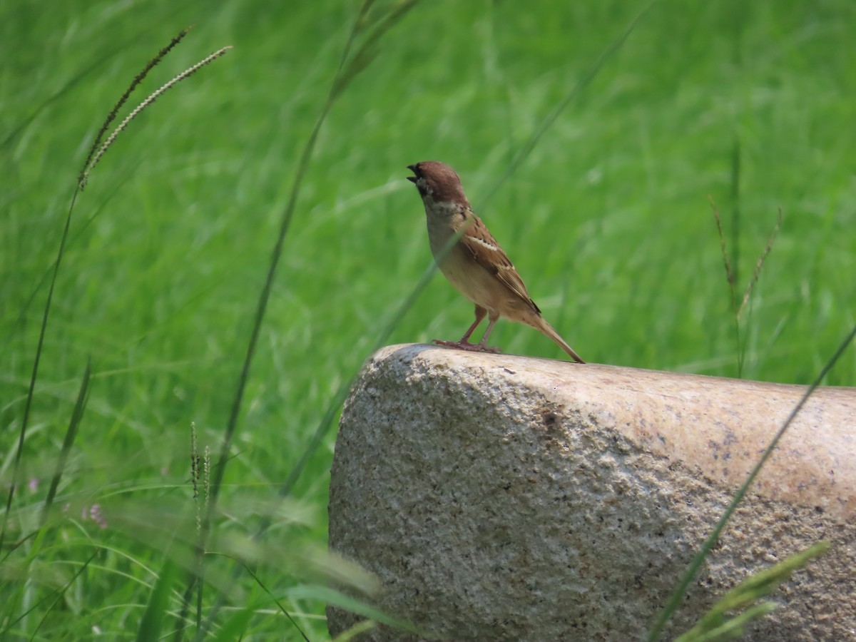 Eurasian Tree Sparrow - ML618415613