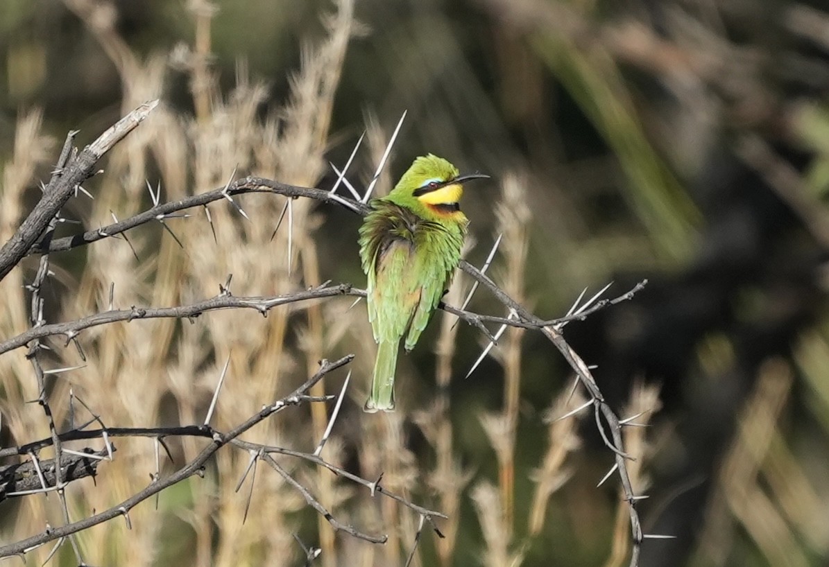 Little Bee-eater - ML618415627
