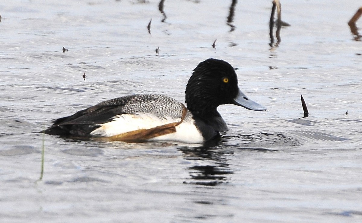 Greater Scaup - ML618415642