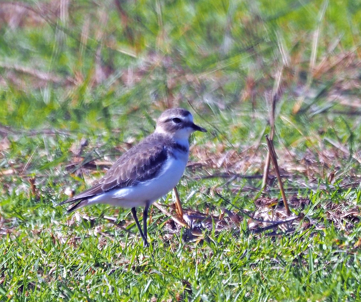 Double-banded Plover - ML618415644