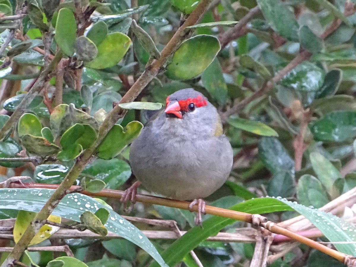 Red-browed Firetail - ML618415646